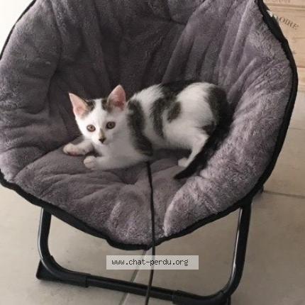 Papyrus Chat Perdu Et Retrouve A Roquefort Chat Perdu France Papyrus Chat Perdu Et Retrouve A Roquefort Chat Perdu France