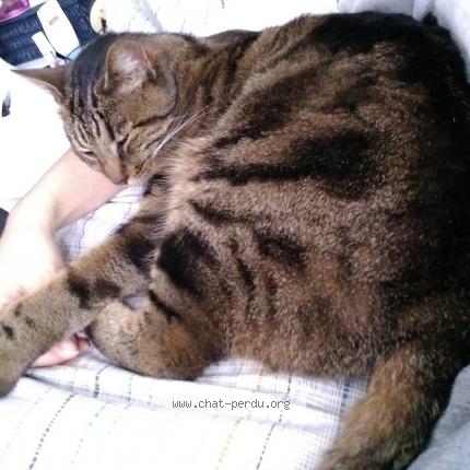 Photo 1/1 Tigro Chat perdu à Arcueil