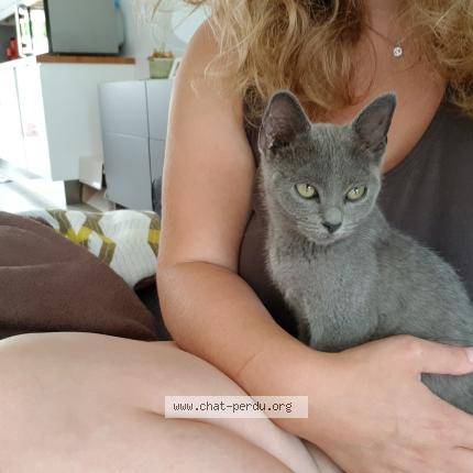 Chat verviers Chat verviers