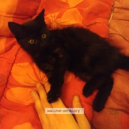 Chat Trouve Et Rendu A Bondy Chat Perdu France