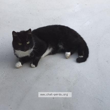 Poupouille Chat Perdu A Precy Sur Oise Chat Perdu France Poupouille Chat Perdu A Precy Sur Oise Chat Perdu France