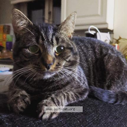 Photo 1/1 Bear Chat perdu à Hertford heath