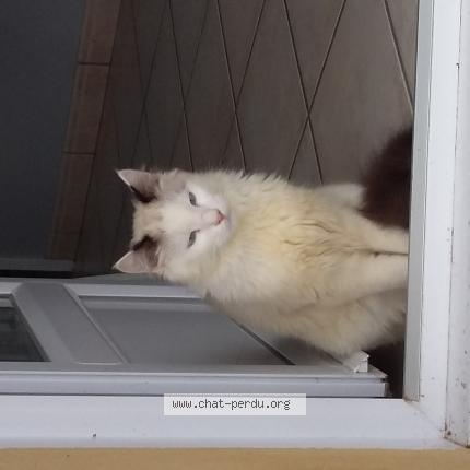 Photo 1/1 Mus Chat perdu à Saint just saint rambert