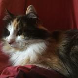Photo de chat perdu à Poitiers