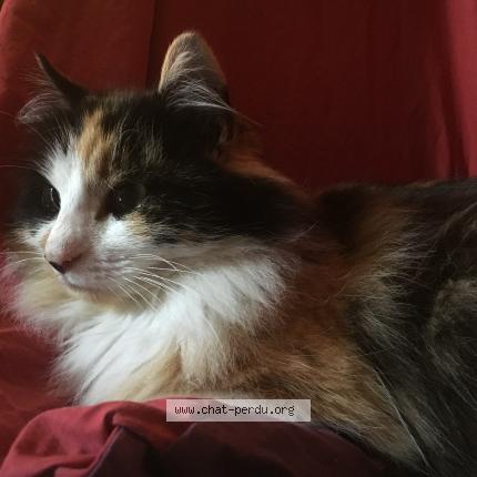 Photo 1/1 Lazy Chat perdu à Poitiers