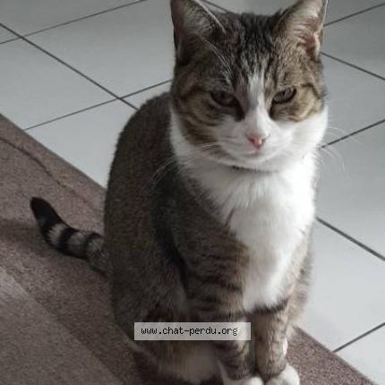 Photo 1/1 Kayla Chat perdu à Pessac