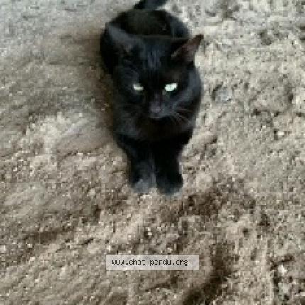 Photo 1/1 Nox Chat perdu à Hauterive