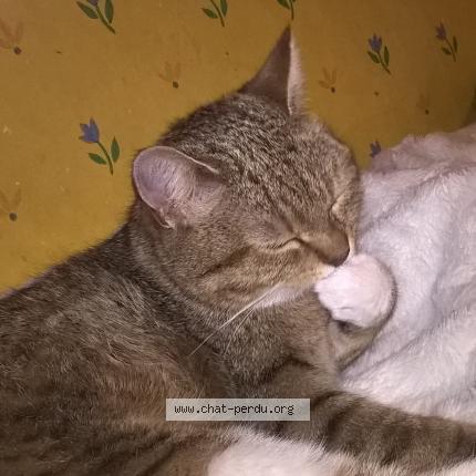 Photo 1/1 news Chat perdu à Steenwerck