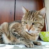 Chat Trouvé Puy De Dôme 63 France