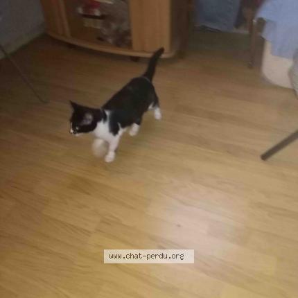 479246 Chat Trouvé à Trignac Chat Perdu France