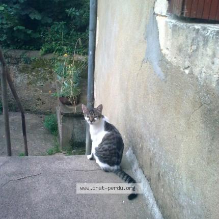 Paulinette Chat Perdu A Chateaugiron Chat Perdu France