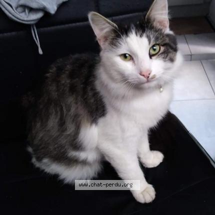 479376 Chipito Chat Perdu à Casteau Soignies Chat Perdu