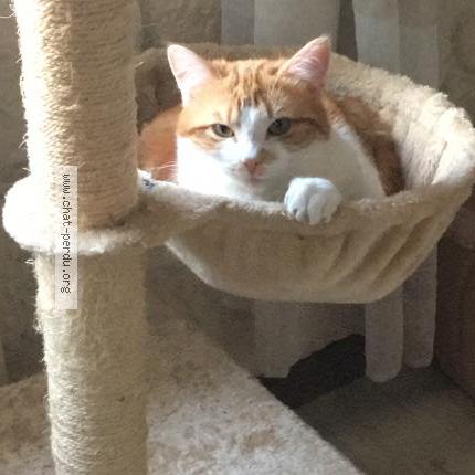 Photo 1/1 ORION Chat perdu à Challans