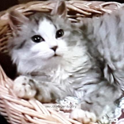 Photo 1/1 gribouille Chat perdu à Steenwerck