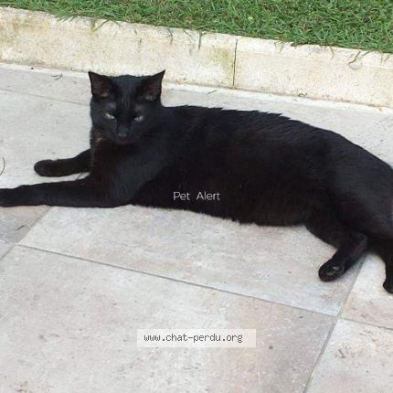 Photo 1/2 Ninou Chat perdu à Vergeze