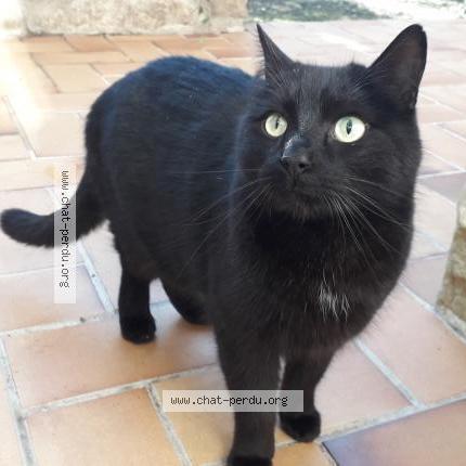 Photo 2/2 Ninou Chat perdu à Vergeze