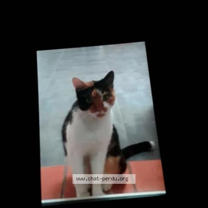 480091 Sans Nom Chat Perdu à Marseille Chat Perdu France