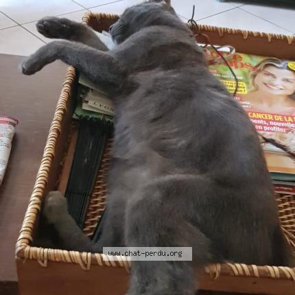 Titi Chat Perdu A Varennes Saint Sauveur Chat Perdu France Titi Chat Perdu A Varennes Saint Sauveur Chat Perdu France