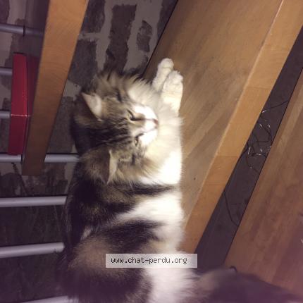 Photo 1/1 Ferdinand Chat perdu à Saint congard