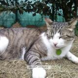 Photo de chat perdu à Villeneuve Tolosane