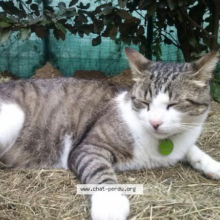 Photo 1/1 Loulou Chat perdu à Villeneuve tolosane