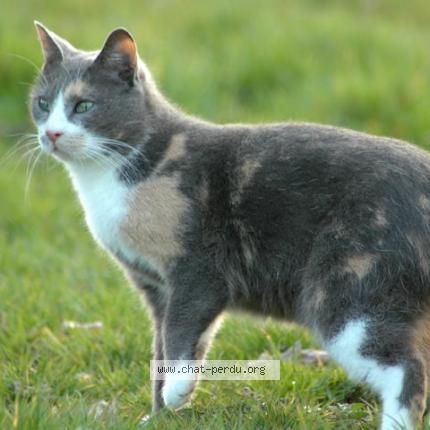 Photo 1/1 Shanghai Chat perdu à Notre dame de cenilly