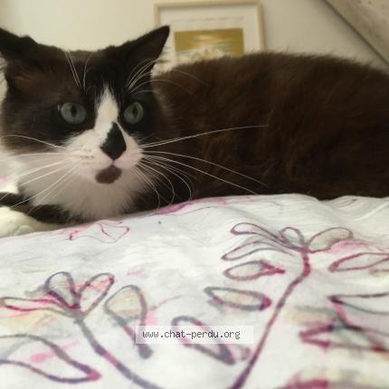 Ernest Chat Perdu Et Retrouve A Asniere Les Bourges Chat Perdu France Ernest Chat Perdu Et Retrouve A Asniere Les Bourges Chat Perdu France