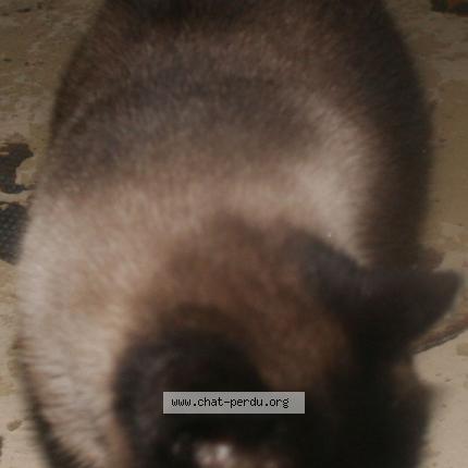 Photo 1/1 Minette Chat perdu à Mimizan