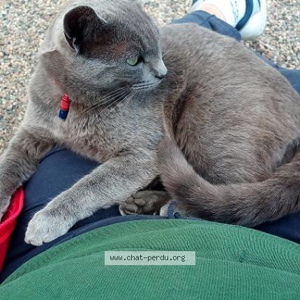 Photo 1/1 GRISOU Chat perdu à Balbigny