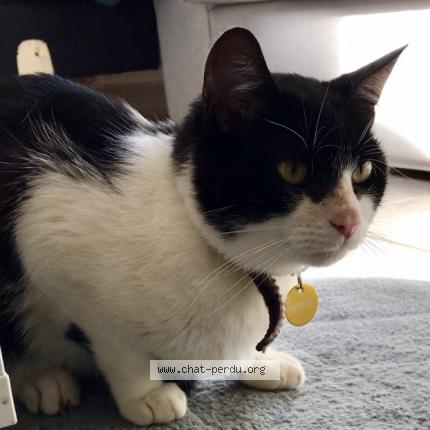 Photo 1/1 GASTON Chat perdu à Noisy le roi