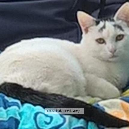 Photo 1/1 Neige Chat perdu à Steenwerck