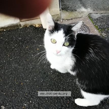 484672 Pierrotte Chat Perdu A Roissy En Brie Chat Perdu France