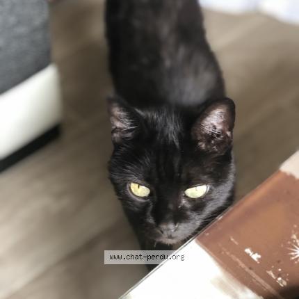Chipie Chat Perdu A Feissons Sur Isere Chat Perdu France Chipie Chat Perdu A Feissons Sur Isere Chat Perdu France