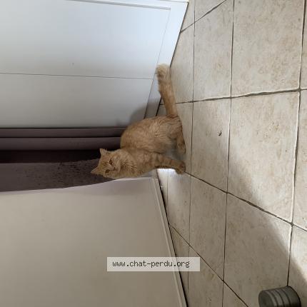 puma chat de moteur