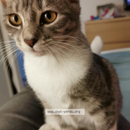Belle Chat Perdu Et Retrouve A Muret Chat Perdu France