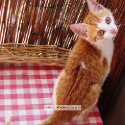 Photo 1/1 Cali Chat perdu à St cyr l ecole