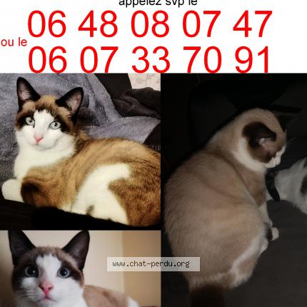 Gustavo Chat Perdu A Vitry Sur Seine Chat Perdu France Gustavo Chat Perdu A Vitry Sur Seine Chat Perdu France