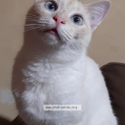 Photo 1/1 Mimi Chat perdu à Taupont