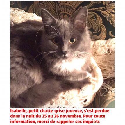 486641 Isabelle Chat Perdu à Montreal Chat Perdu Canada