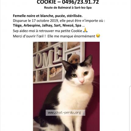 Cookie Chat Perdu A Jalhay Chat Perdu Belgique Cookie Chat Perdu A Jalhay Chat Perdu Belgique