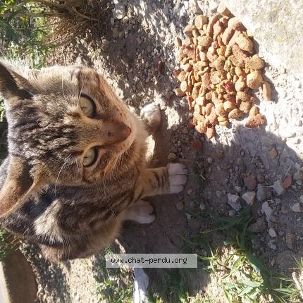 Petit Coeur Chat Perdu A Martigues Chat Perdu France