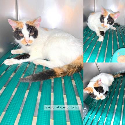 4095 Chat Trouve Et Rendu A Blanquefort Chat Perdu France 4095 Chat Trouve Et Rendu A Blanquefort Chat Perdu France
