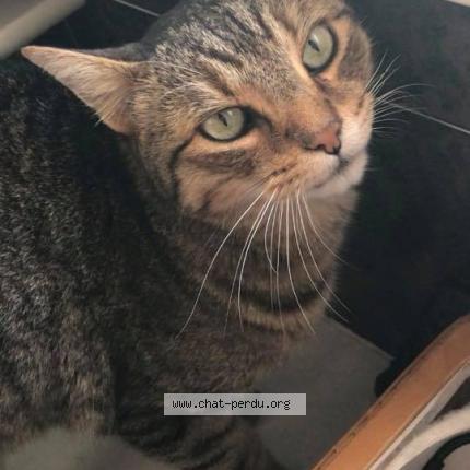 Photo 1/1 Maïdo Chat perdu à Bandol