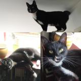 Photo de chat perdu à Eltham