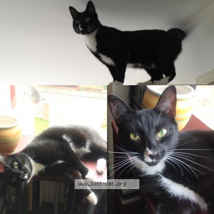 Photo 1/1 Ophelia Chat perdu à Eltham