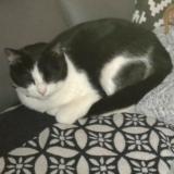 Chat Perdu Ou Trouvé Loiret 45 France