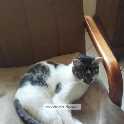 4930 Gamine Chat Perdu A Fontainebleau Chat Perdu France