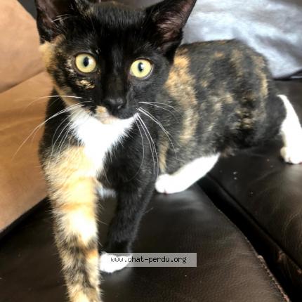 Photo 1/1 Princesse Chat perdu à Saint pierre de chandieu