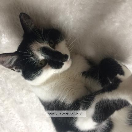 Photo 1/1 Oreo Chat perdu à Jouy sous thelle