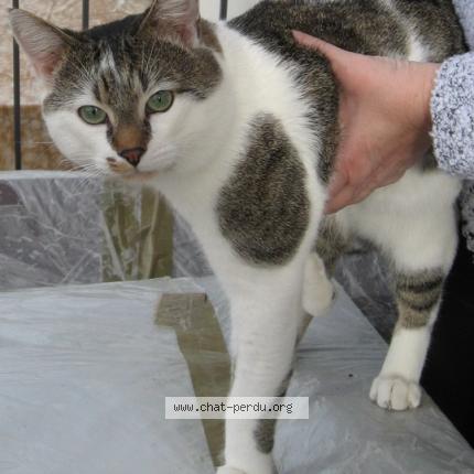 Photo 1/1 MIEZI Chat perdu à Batzendorf